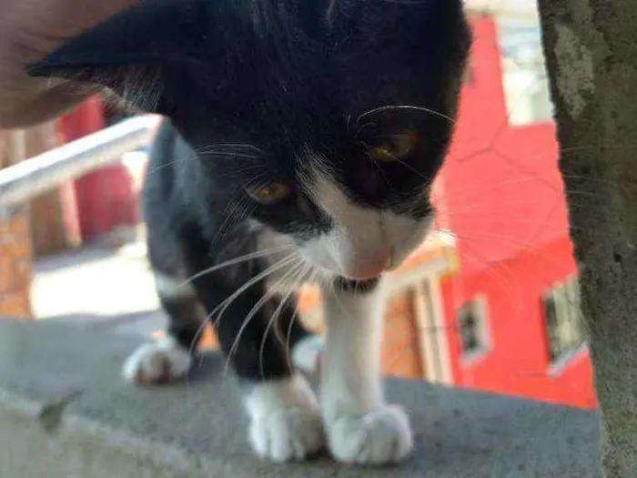 Gato ra a Viralata idade 2 a 6 meses nome Sem nome