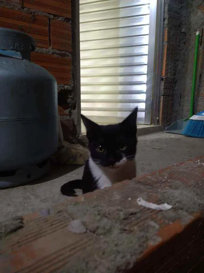 Gato ra a Viralata idade 2 a 6 meses nome Sem nome