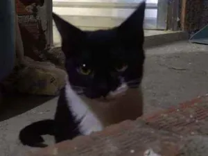 Gato raça Viralata idade 2 a 6 meses nome Sem nome