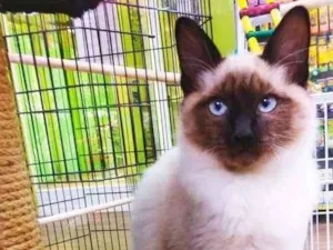 Gato raça Siamês idade 2 a 6 meses nome GOHAN SIAMÊS
