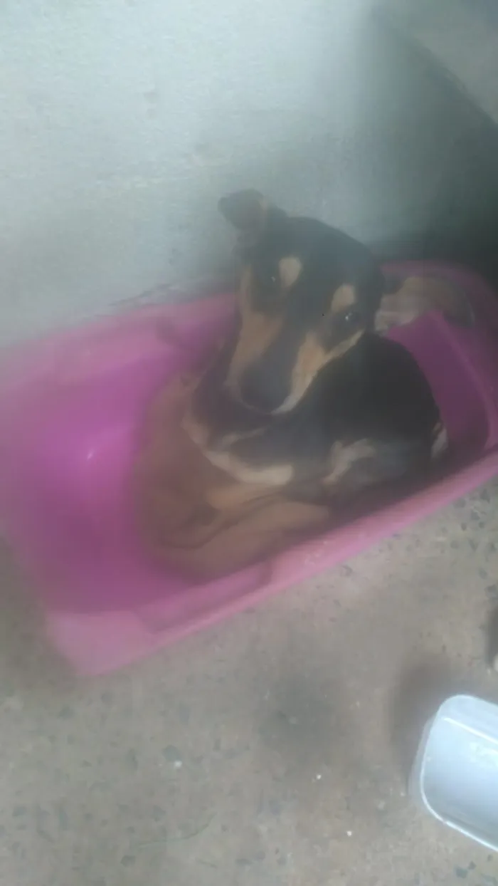 Cachorro ra a Não tem  idade 1 ano nome Não sei