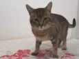 RAJADO