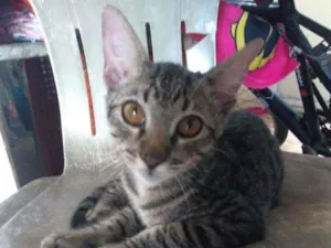 Gato raça Srd idade 2 a 6 meses nome Gael