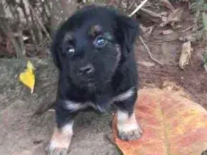 Cachorro raça  idade Abaixo de 2 meses nome sem nome
