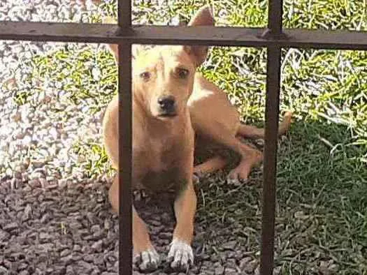 Cachorro ra a Pitbull, hott, vira lata idade 7 a 11 meses nome Melzinha