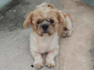 Cachorro raça Shitzu idade 2 anos nome Duque