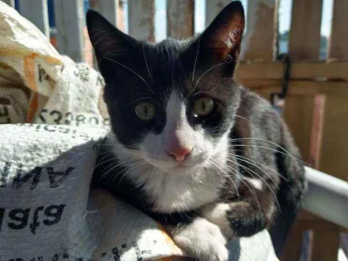 Gato ra a Viralata idade 2 a 6 meses nome Sem nome