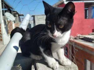 Gato raça Viralata idade 2 a 6 meses nome Sem nome