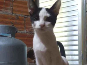 Gato raça Viralata idade 2 a 6 meses nome Sem nome