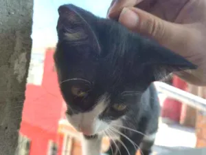 Gato raça Viralata idade 2 a 6 meses nome Sem nome