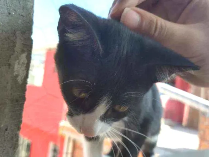 Gato ra a Viralata idade 2 a 6 meses nome Sem nome