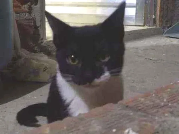Gato ra a Viralata idade 2 a 6 meses nome Sem nome