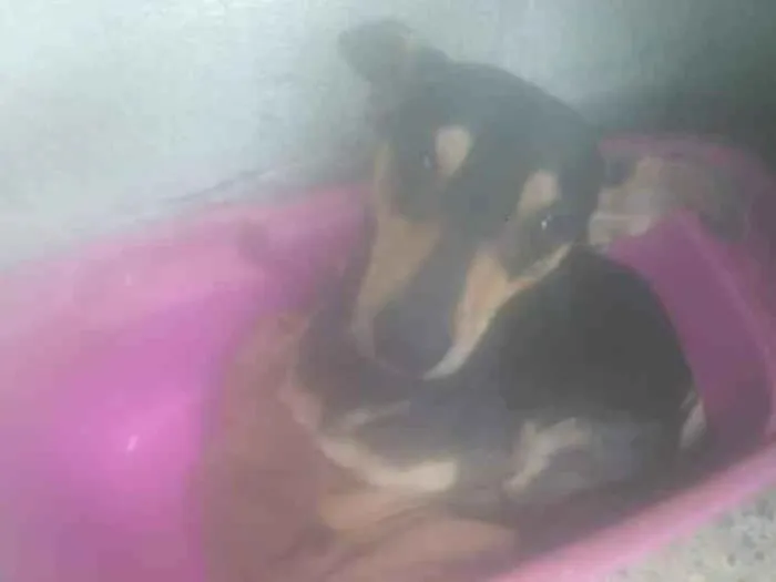 Cachorro ra a Não tem  idade 1 ano nome Não sei