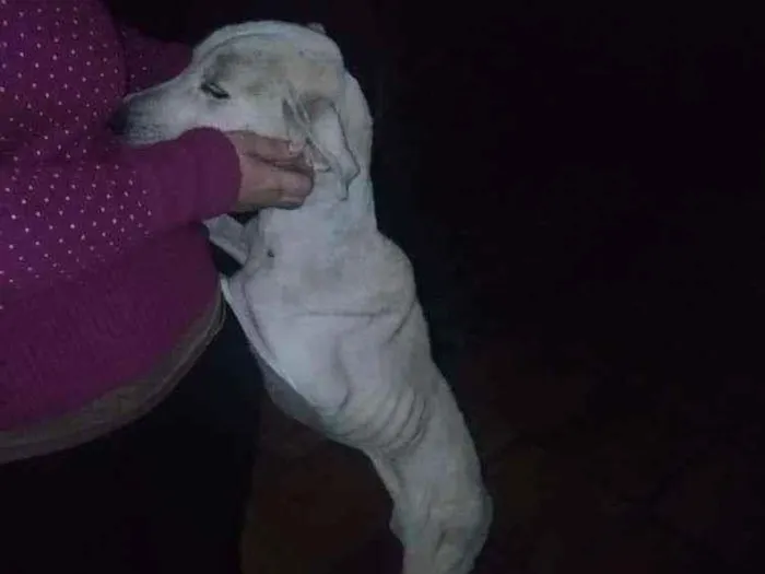 Cachorro ra a Srd idade 5 anos nome Branca