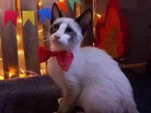 Gato raça Mestiço siamês idade 2 a 6 meses nome POLVILHO