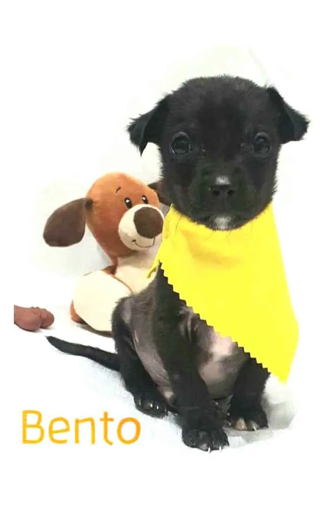 Cachorro raça  idade Abaixo de 2 meses nome Filhotes Mônica 