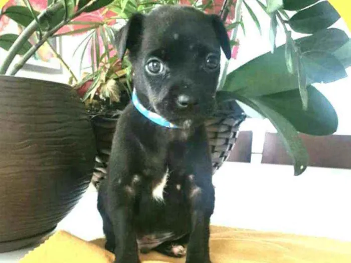 Cachorro raça  idade Abaixo de 2 meses nome Filhotes Mônica 