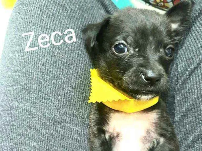 Cachorro raça  idade Abaixo de 2 meses nome Filhotes Mônica 