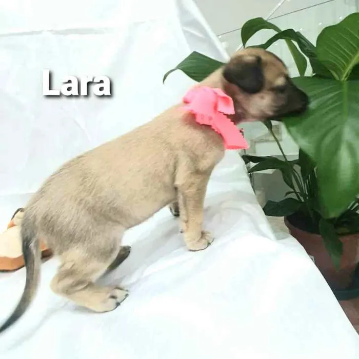 Cachorro raça  idade Abaixo de 2 meses nome Filhotes Mônica 