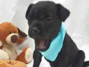 Cachorro raça  idade Abaixo de 2 meses nome Filhotes Mônica 