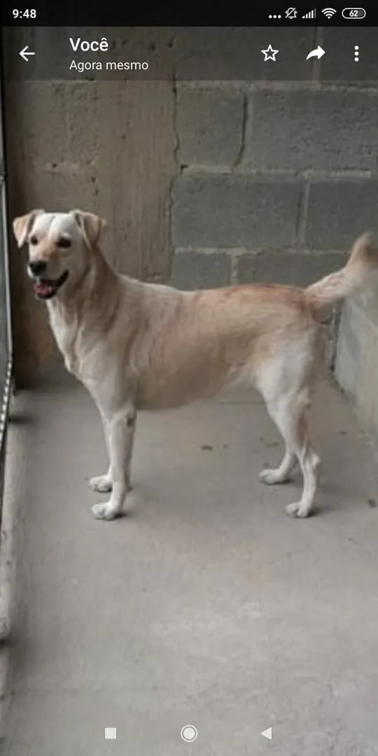 Cachorro raça Mestiça de labrador idade 3 anos nome Lua