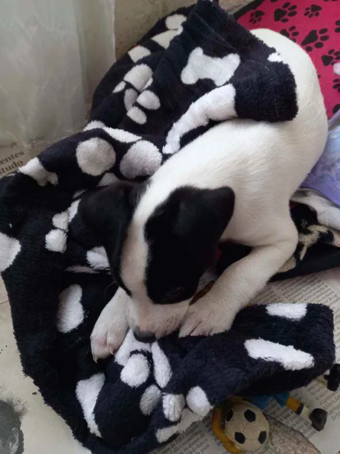 Cachorro raça Indefinida idade 2 a 6 meses nome Snoopy