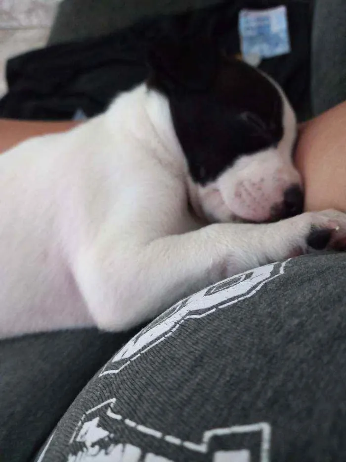 Cachorro raça Indefinida idade 2 a 6 meses nome Snoopy