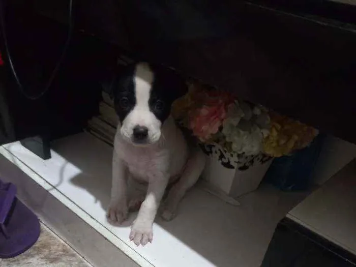 Cachorro raça Indefinida idade 2 a 6 meses nome Snoopy