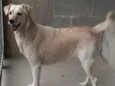 Lua