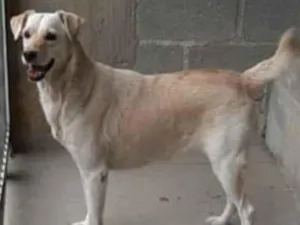 Cachorro raça Mestiça de labrador idade 3 anos nome Lua