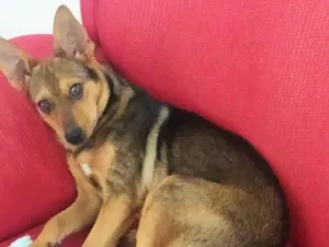 Cachorro raça SRD idade 1 ano nome Lindinha