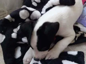 Cachorro raça Indefinida idade 2 a 6 meses nome Snoopy
