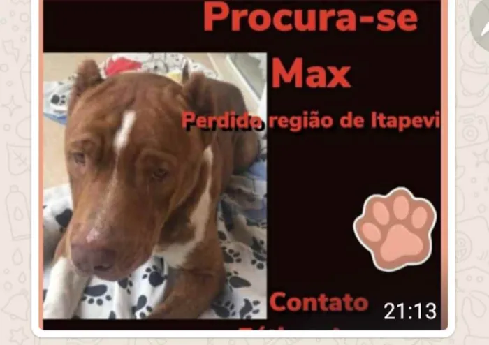 Cachorro ra a PITBULL idade 1 ano nome MAX