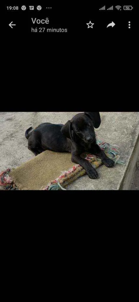 Cachorro raça Salsicha com vira lata idade Abaixo de 2 meses nome sem nome