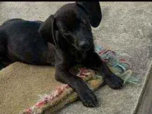 Cachorro raça Salsicha com vira lata idade Abaixo de 2 meses nome sem nome