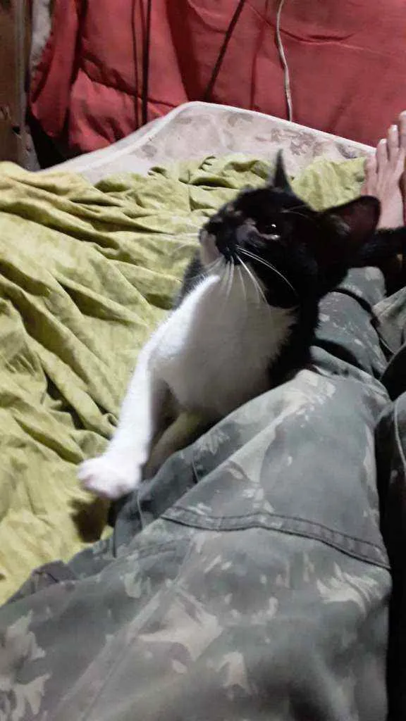 Gato ra a  idade 2 a 6 meses nome Mingau 