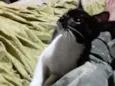 Mingau 