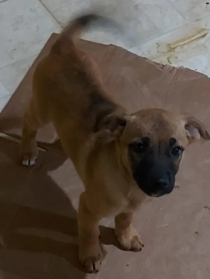 Cachorro ra a Srd idade Abaixo de 2 meses nome 2 Filhotes