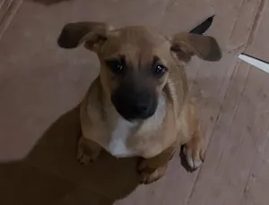 Cachorro raça Srd idade Abaixo de 2 meses nome 2 Filhotes