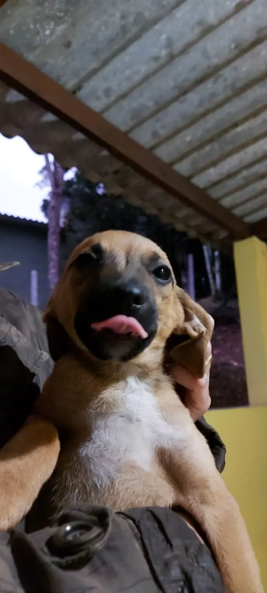 Cachorro ra a Srd idade Abaixo de 2 meses nome 2 Filhotes