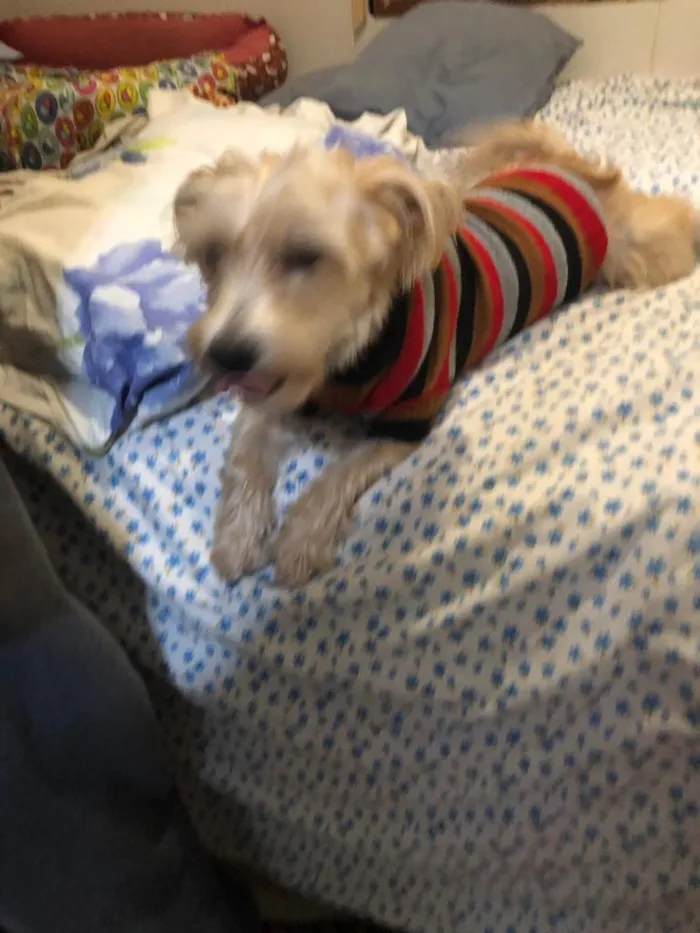 Cachorro ra a misto de York e Poodle Srd idade 2 anos nome Floquinho