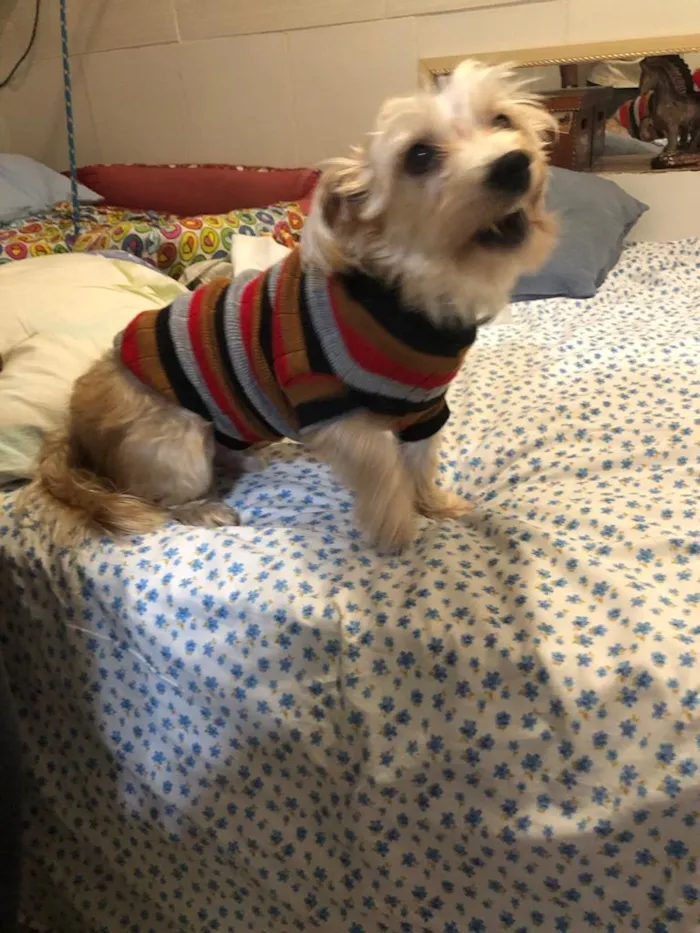 Cachorro ra a misto de York e Poodle Srd idade 2 anos nome Floquinho