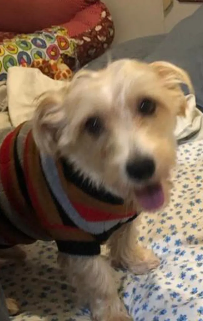 Cachorro ra a misto de York e Poodle Srd idade 2 anos nome Floquinho