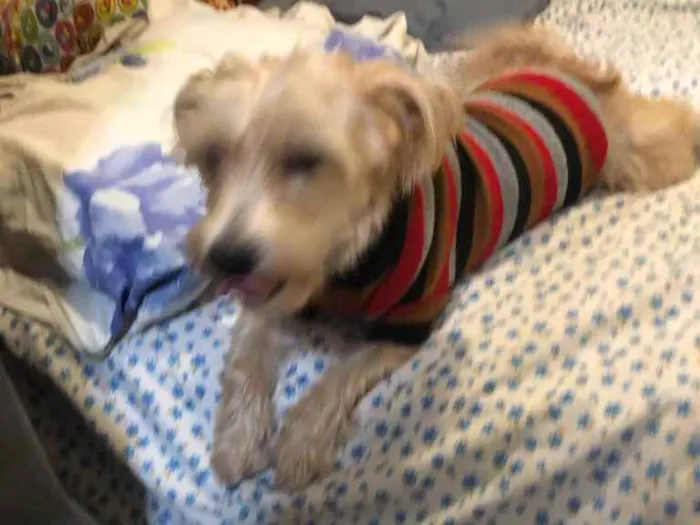 Cachorro ra a misto de York e Poodle Srd idade 2 anos nome Floquinho