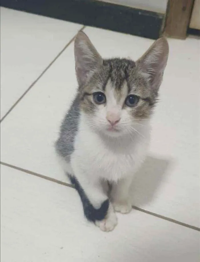 Gato ra a SRD idade 2 a 6 meses nome ........