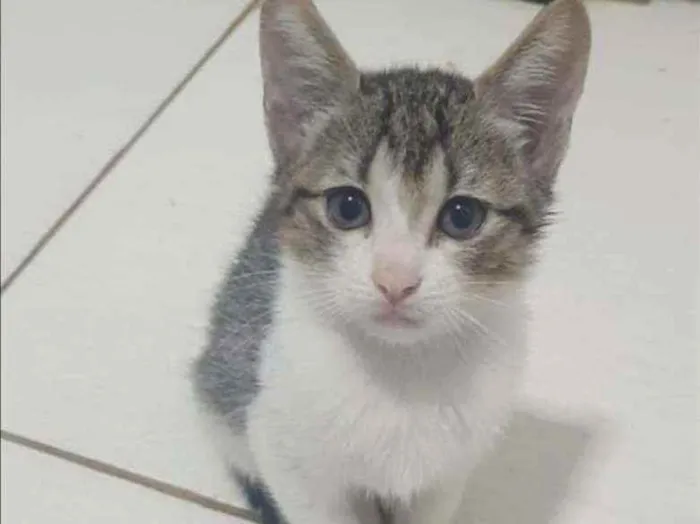 Gato ra a SRD idade 2 a 6 meses nome ........