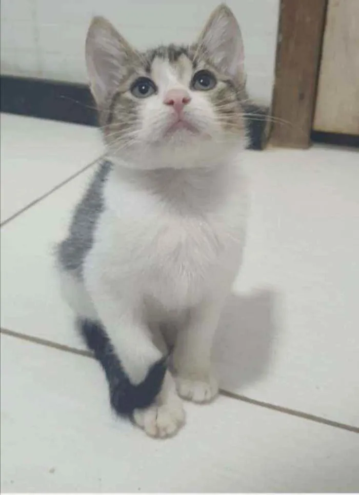 Gato ra a SRD idade 2 a 6 meses nome ........