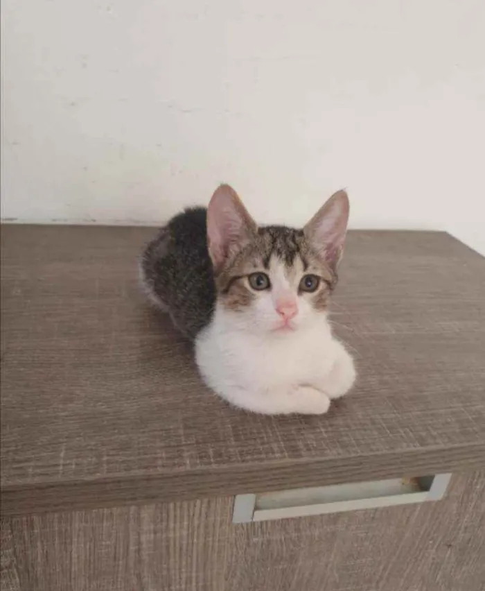Gato ra a SRD idade 2 a 6 meses nome ........