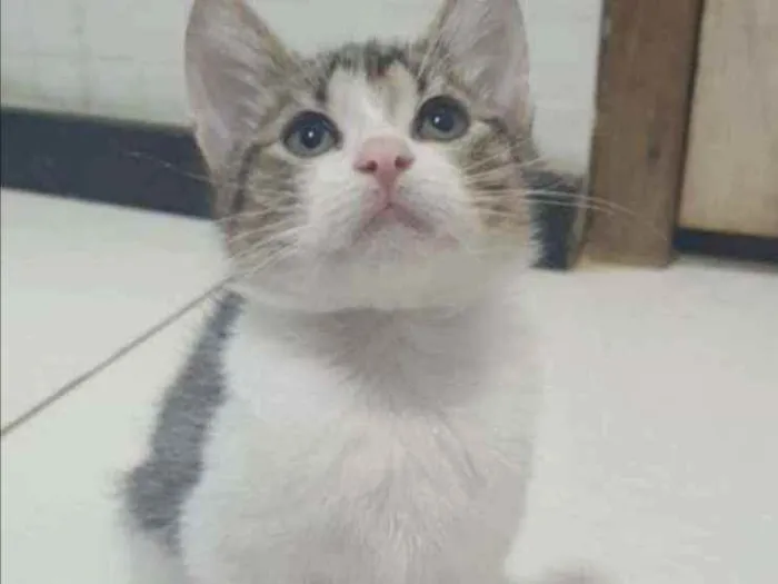 Gato ra a SRD idade 2 a 6 meses nome ........