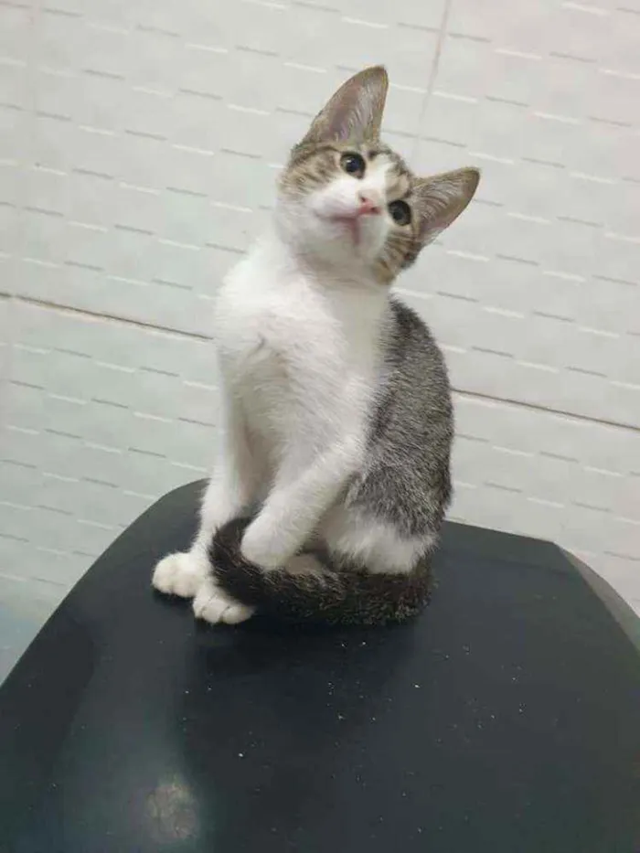 Gato ra a SRD idade 2 a 6 meses nome ........